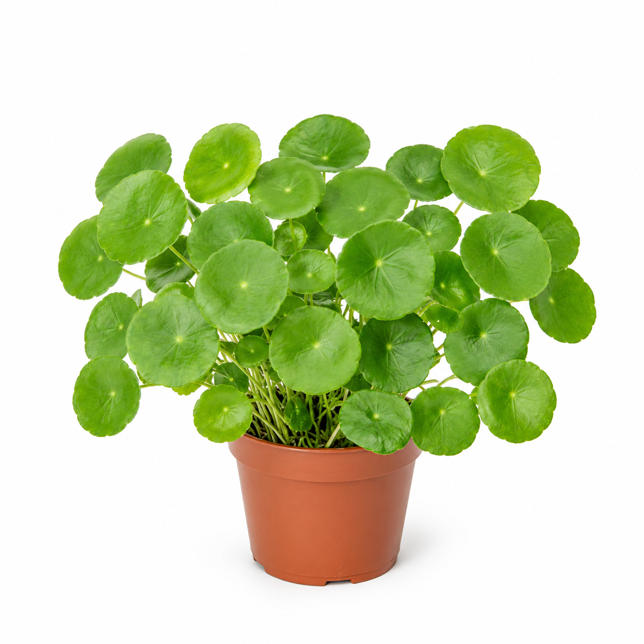 Asiatic Pennywort | Home Plant