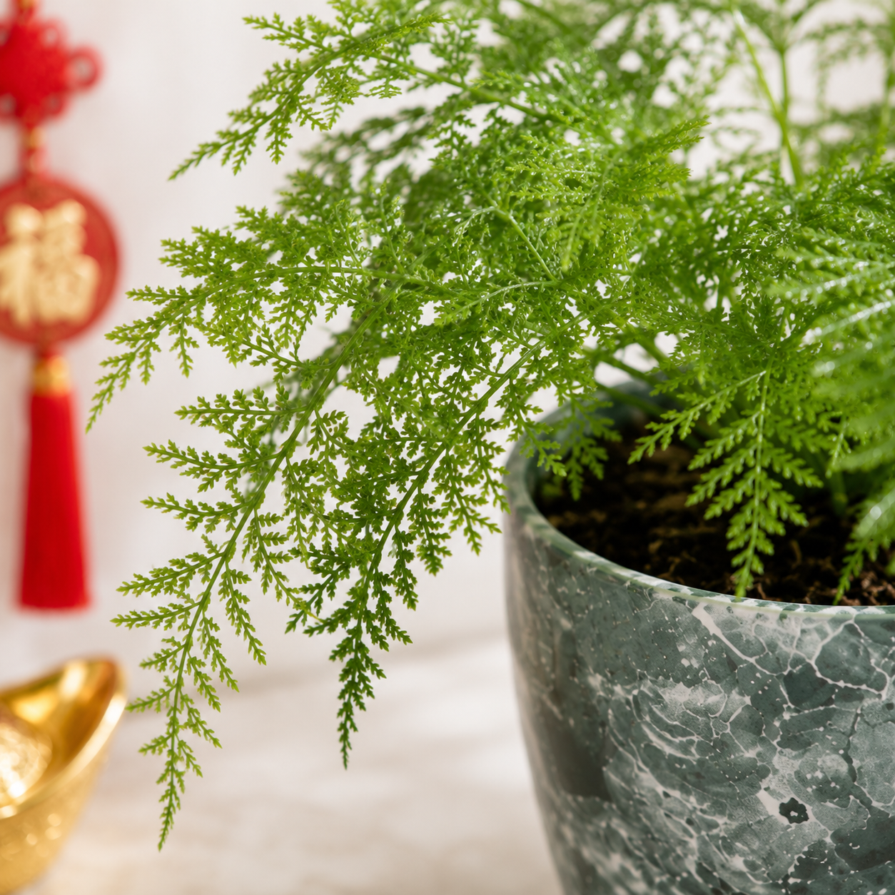 CNY Asparagus fern | Office Plant