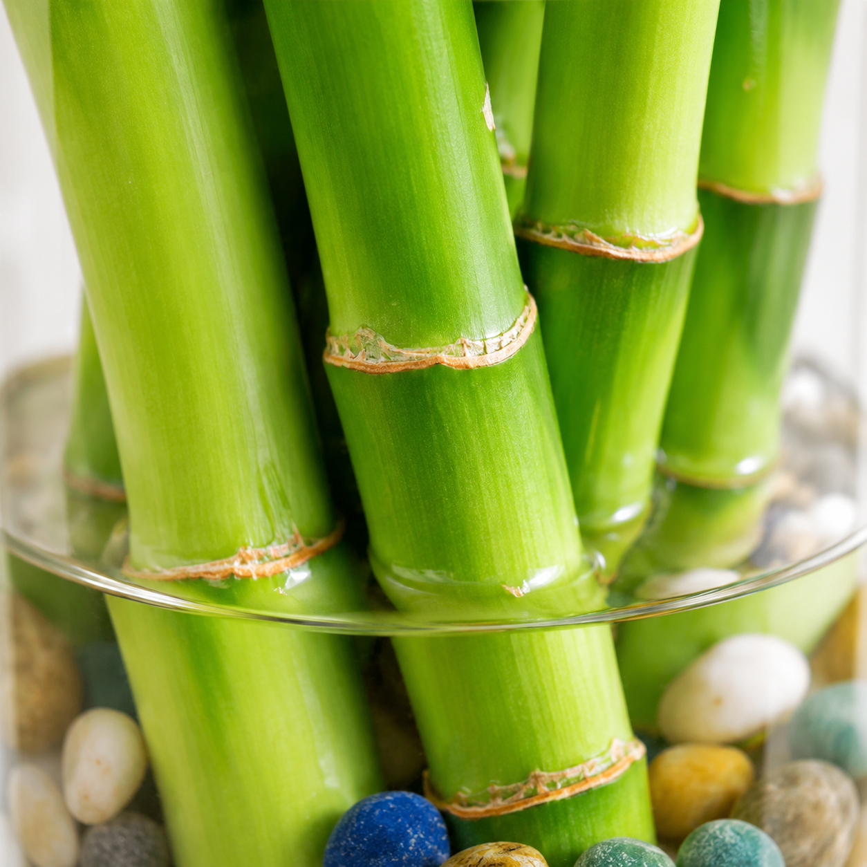 CNY Fresh Curly Bamboo | Office Plant