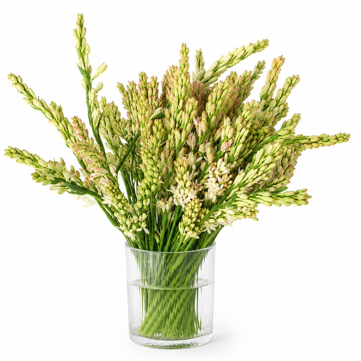 Tuberose 夜来香 | Praying Flowers