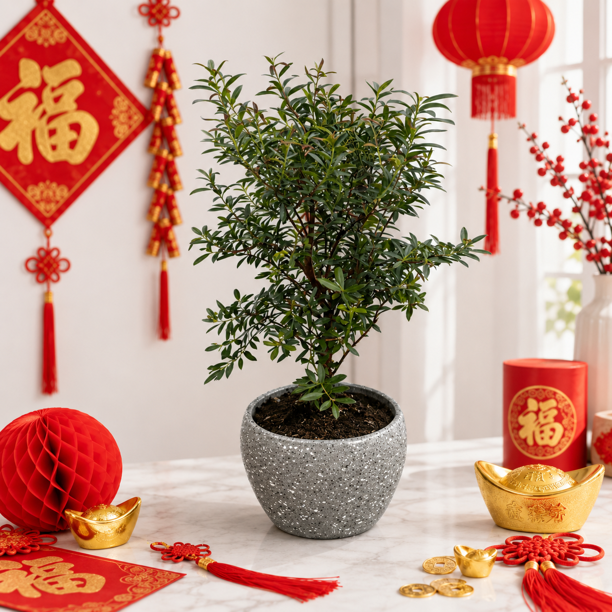 CNY Syzygium buxifolium | Potted Plant