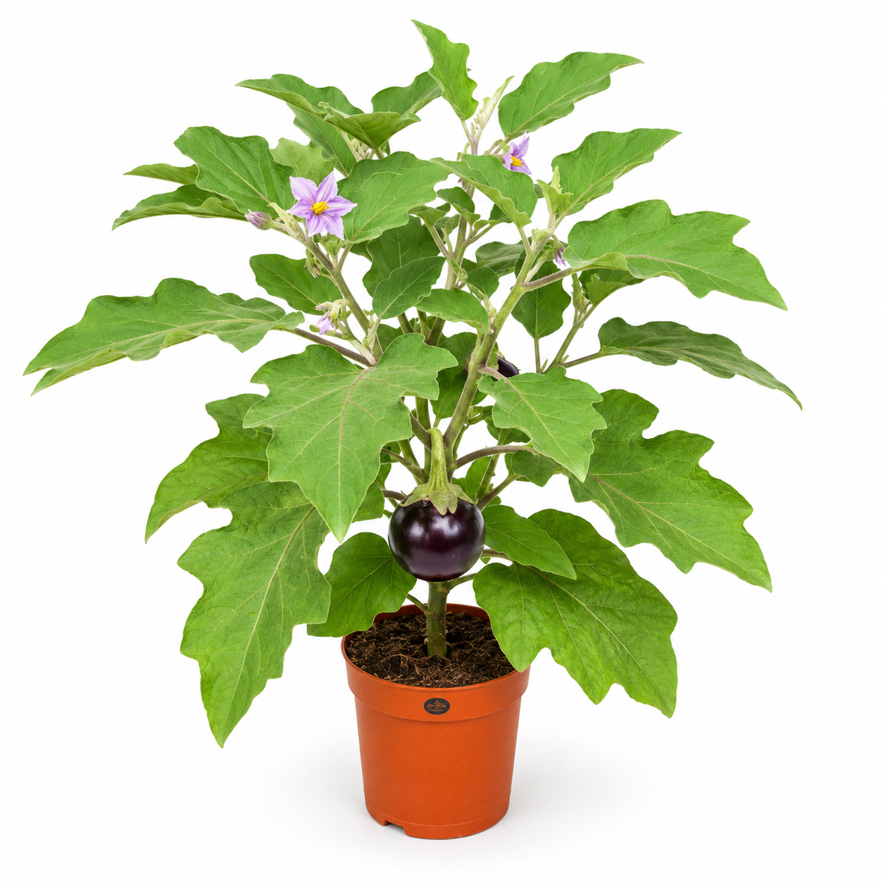Brinjal Purple Eggplant | Gardening Plant