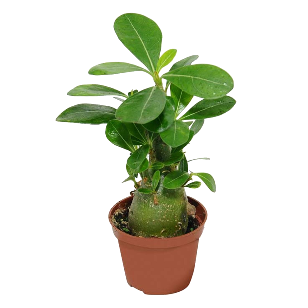 Adenium Obesum 沙漠玫瑰 富贵