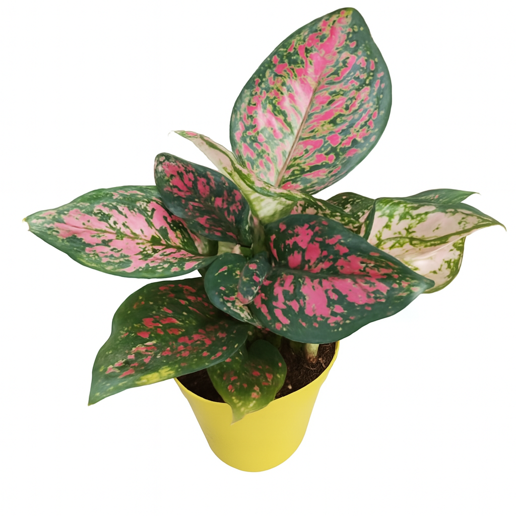 Aglaonema Ajamina