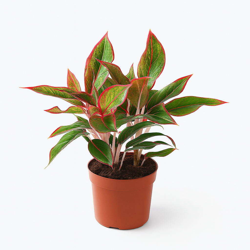 Aglaonema 'Candy Cane'