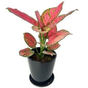 Aglaonema 'Eastern Red'