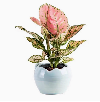 Aglaonema 'Lady Valentine'