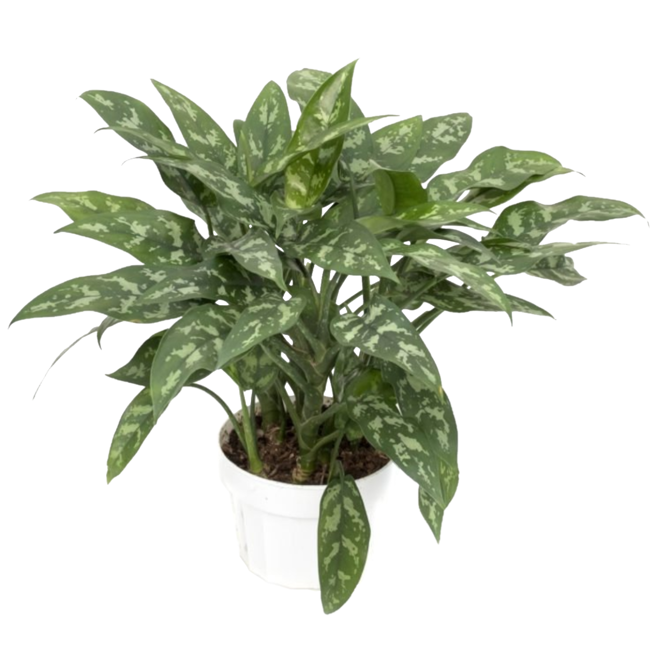 Aglaonema 'Maria'