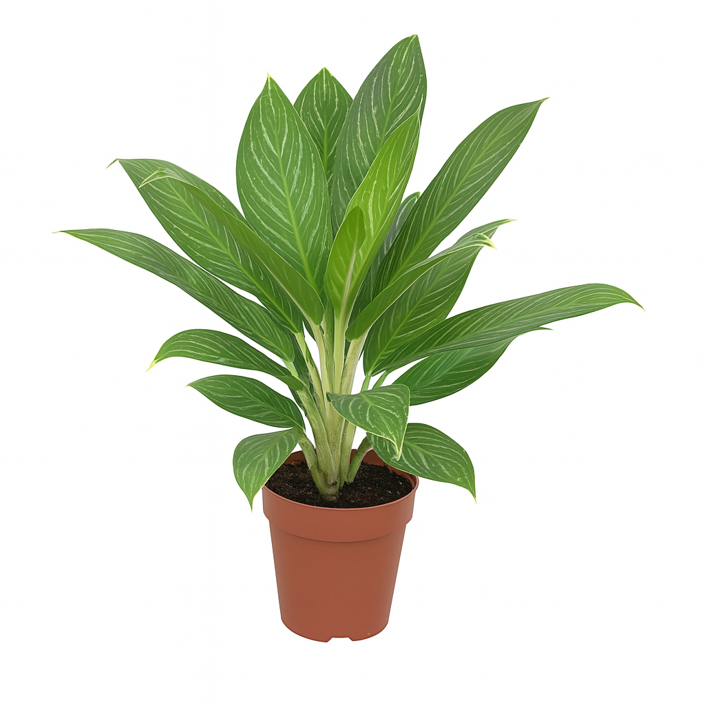 Aglaonema 'Mongkron yoke'