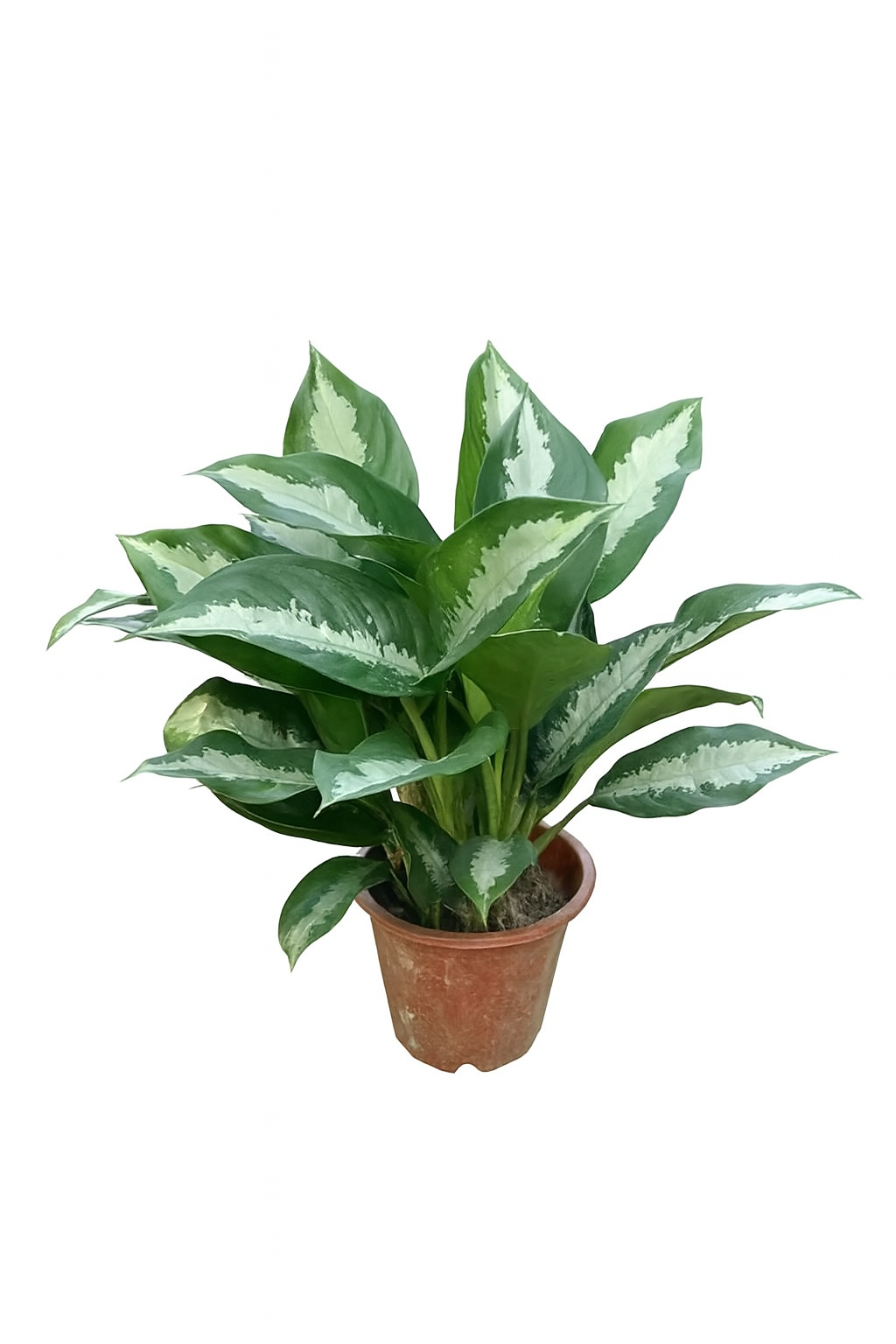 Aglaonema 'Pattaya Beauty Black'