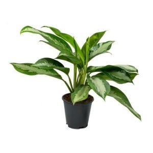 Aglaonema 'Pattaya Beauty'