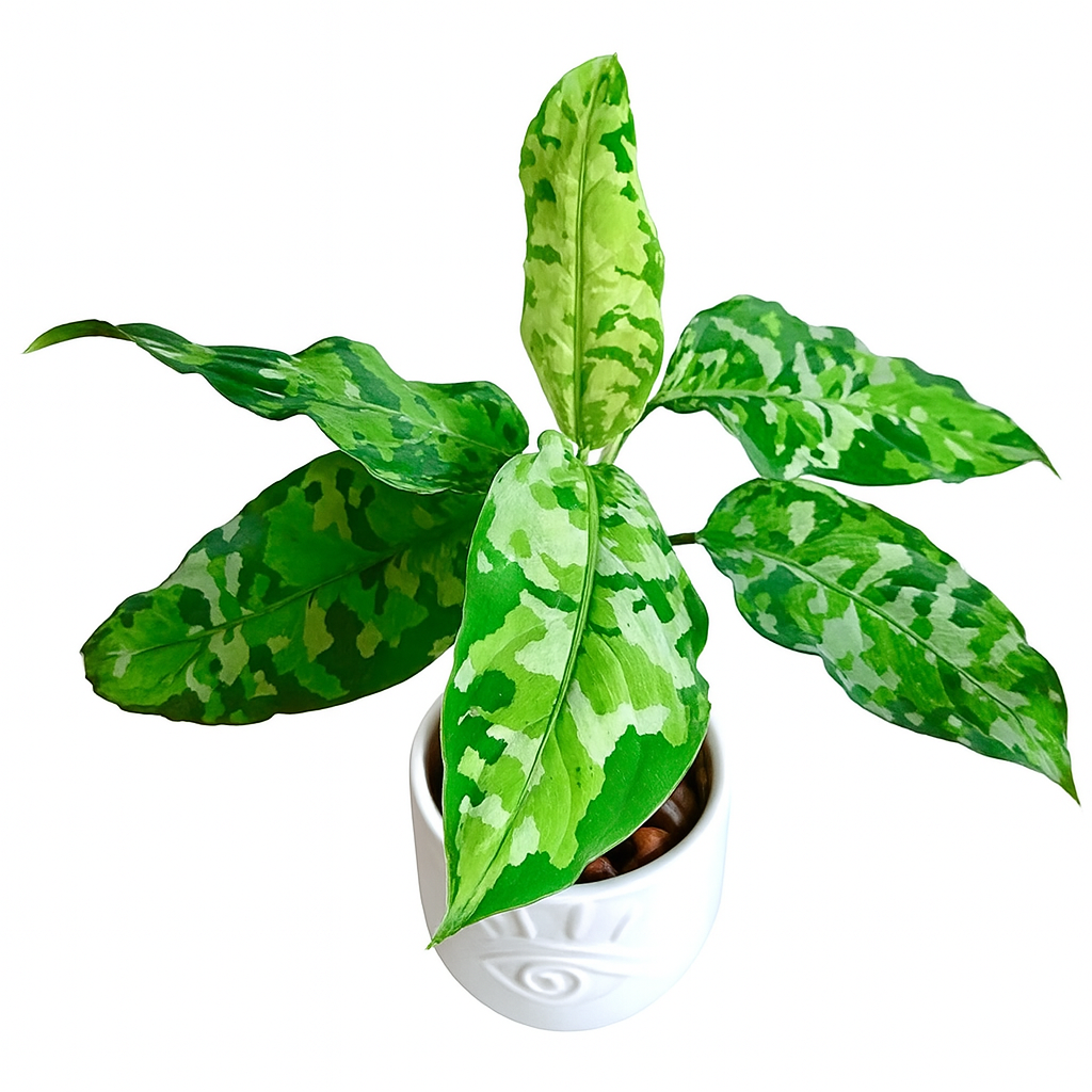 Aglaonema Pictum 'Tricolour'