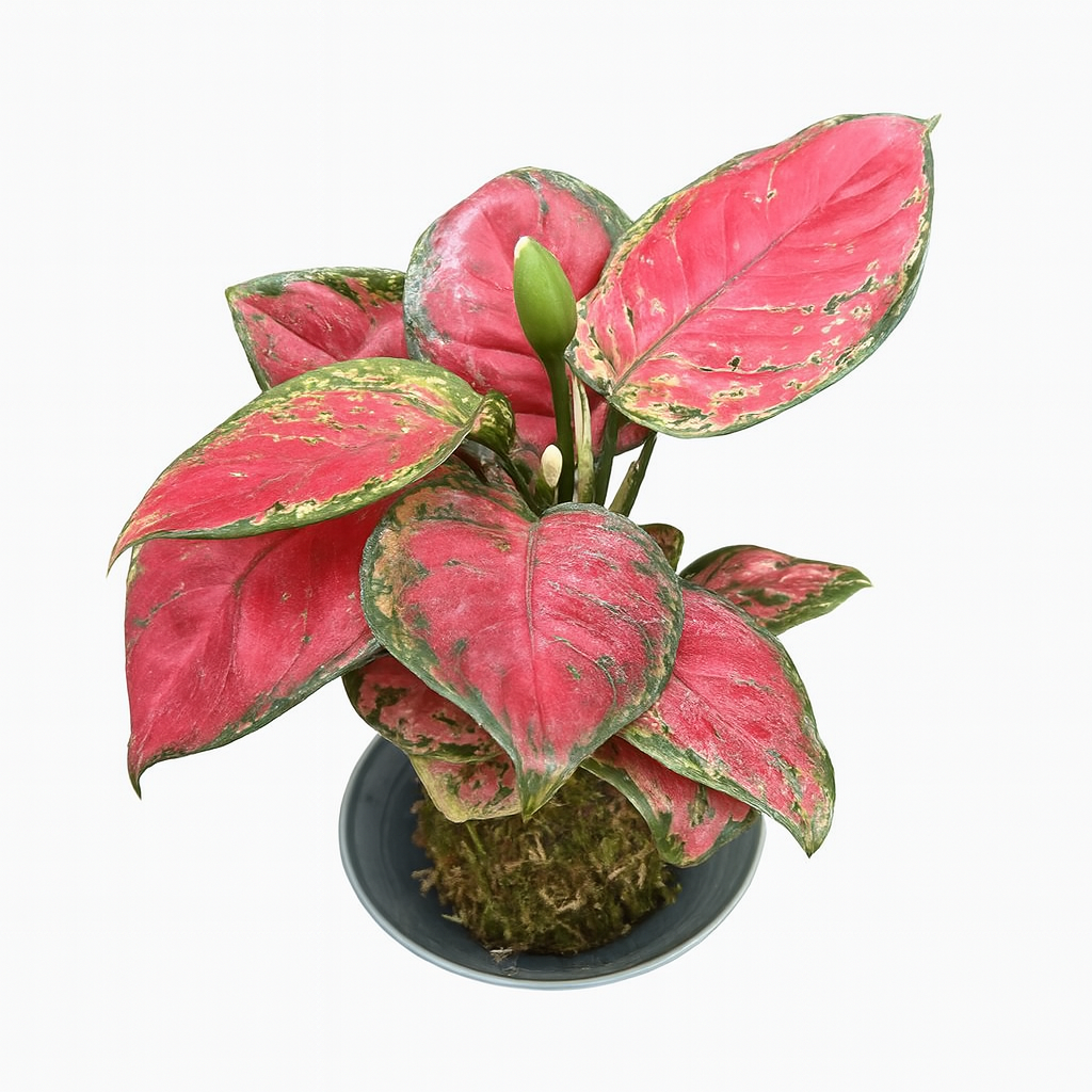 Aglaonema 'Red Valentine'