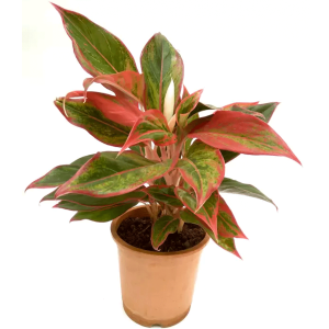 Aglaonema 'Siam Aurora'