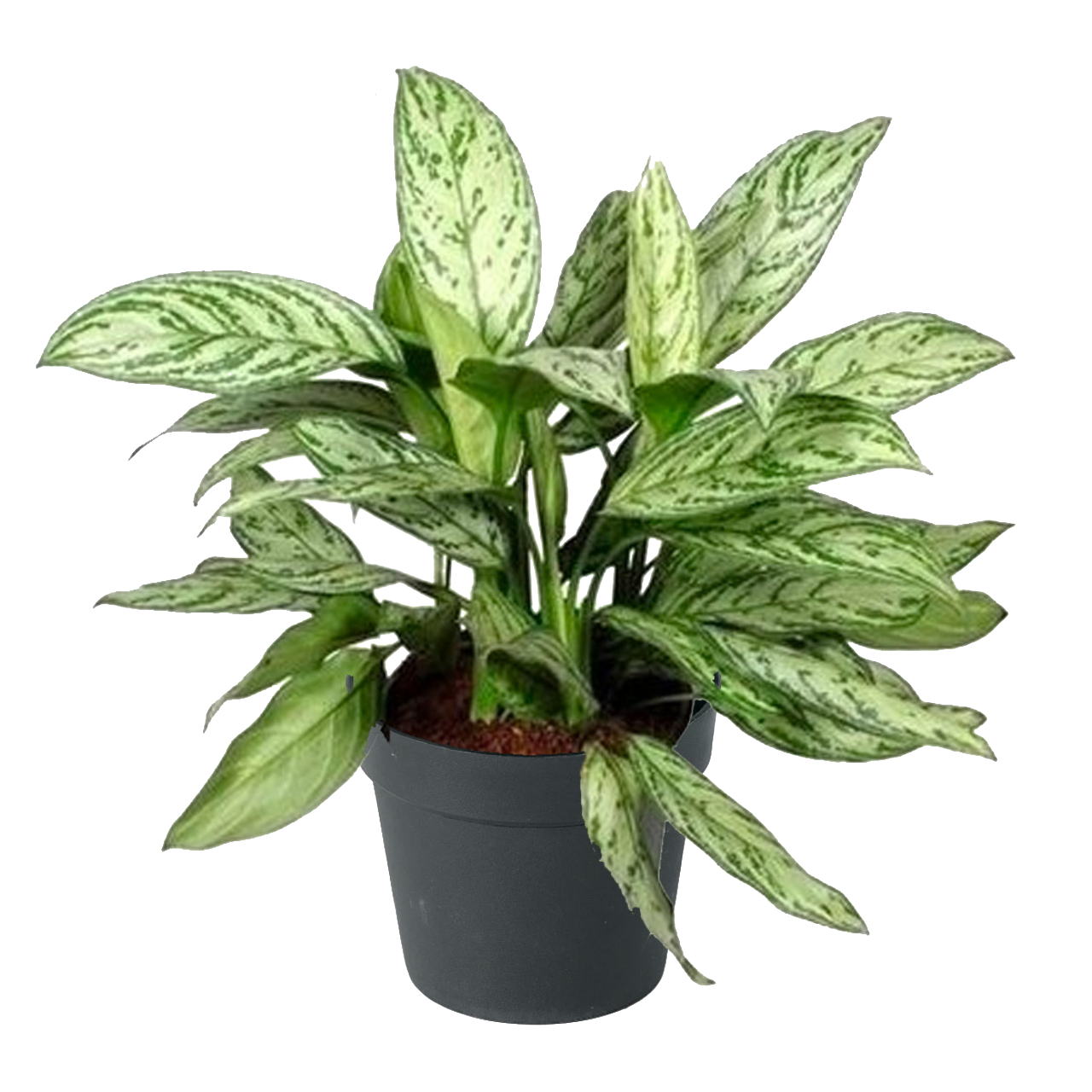 Aglaonema 'Snow White'