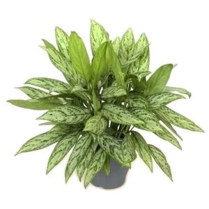 Aglaonema 'Silver Queen'