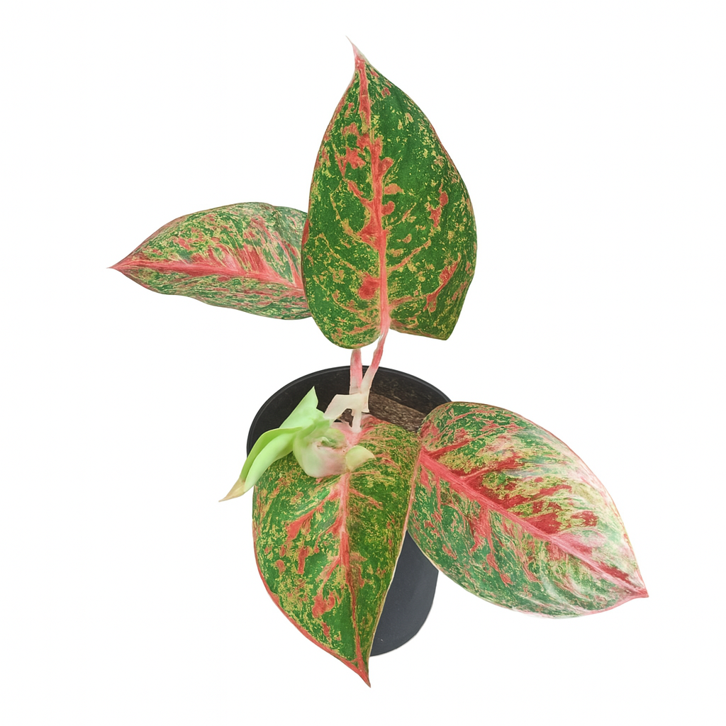 Aglaonema 'Stardust Red'