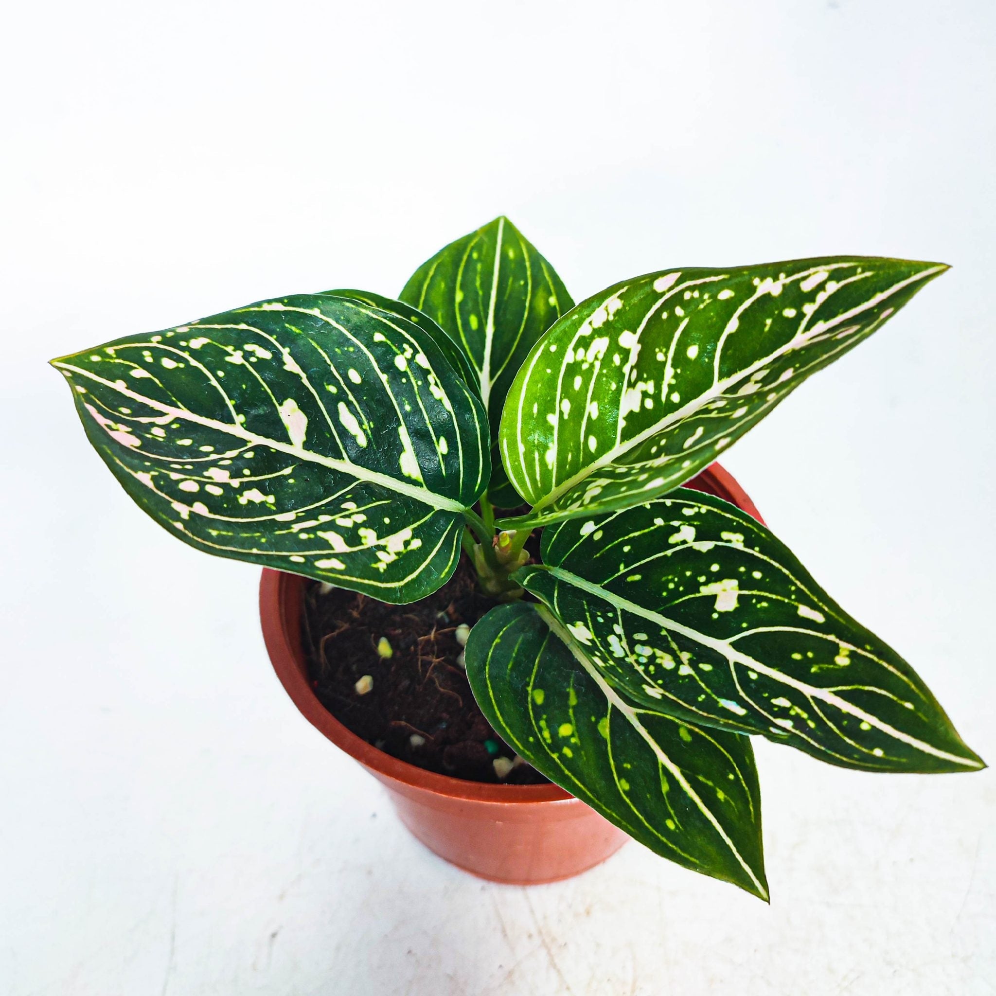 Aglaonema 'Tom’s Pride'