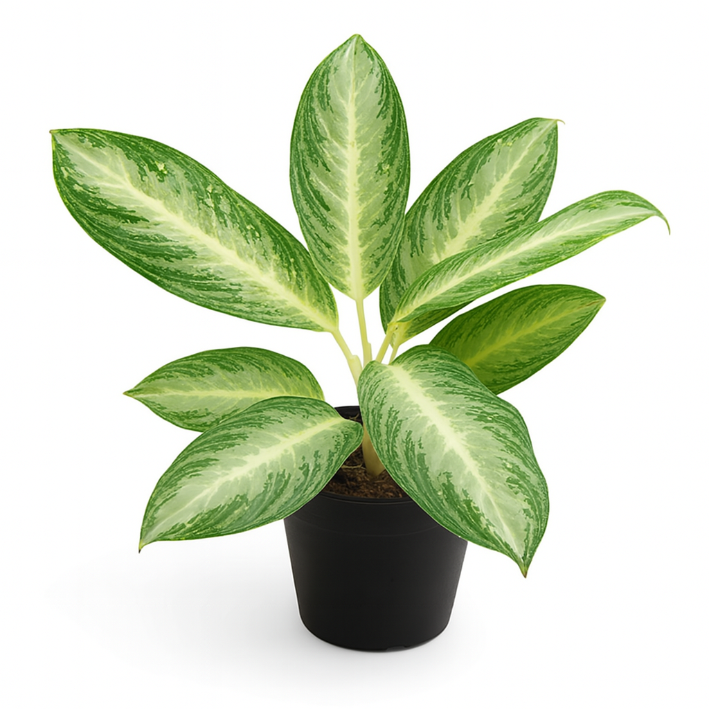 Aglaonema 'White Rain'