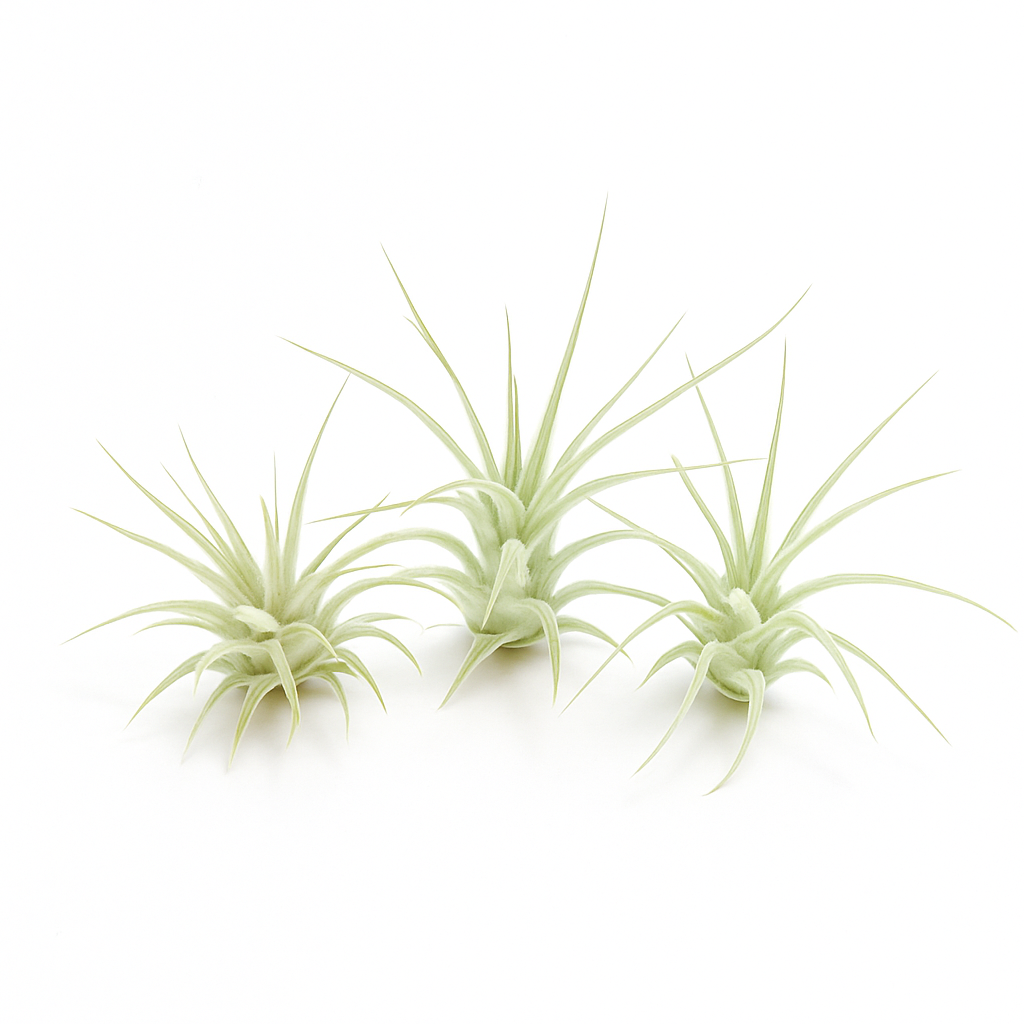 Air Plant - Tillandsia Mixed Ionatha