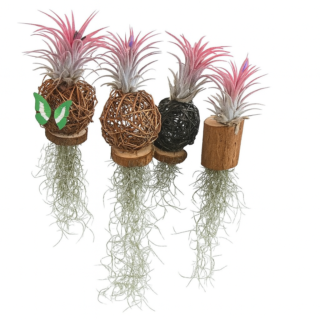 Air Plant Live Plant
