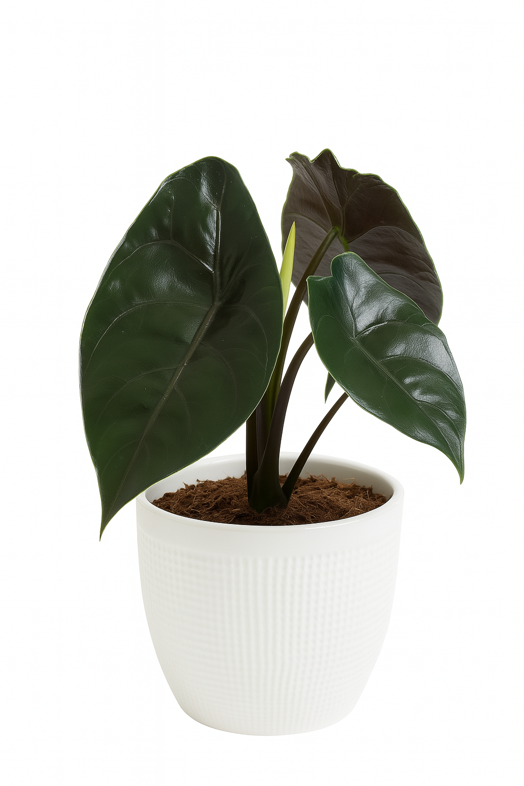 Alocasia Azlanii