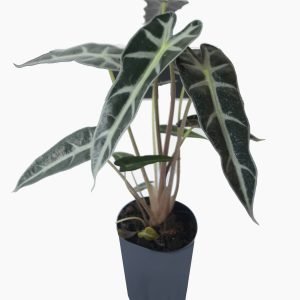 Alocasia Bambino