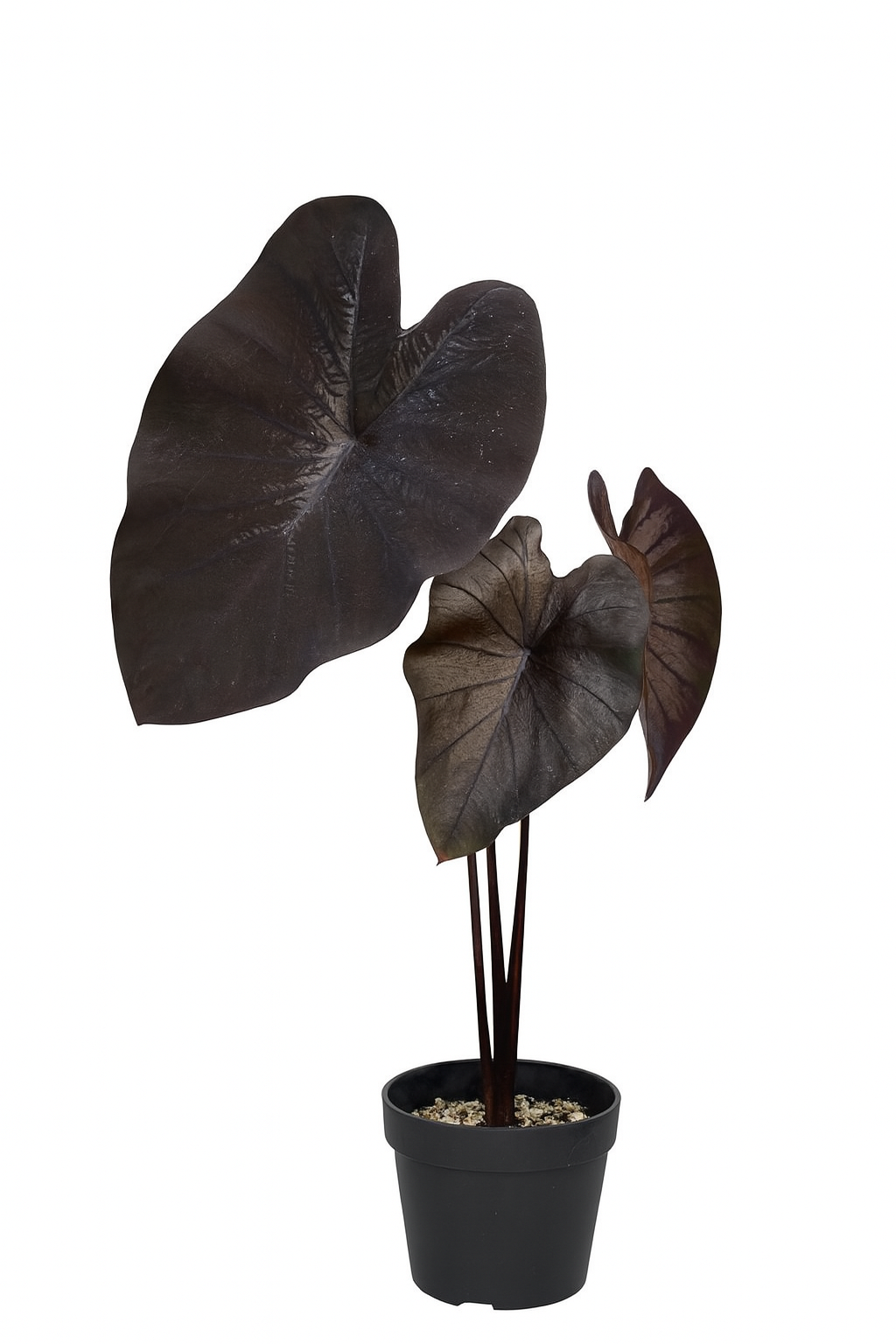 Alocasia 'Black Coral'
