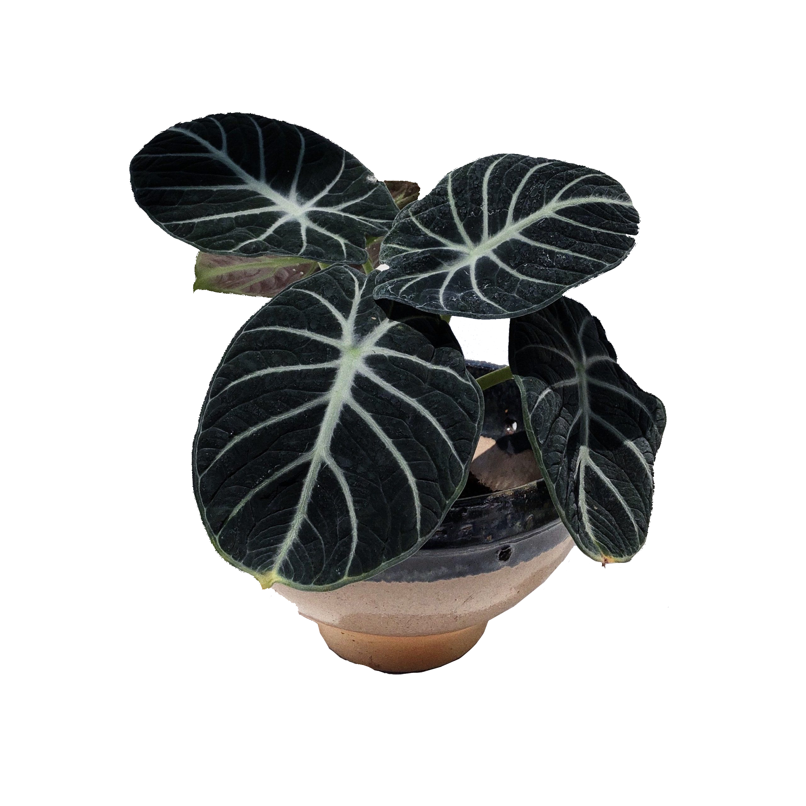 Alocasia 'Black Velvet'