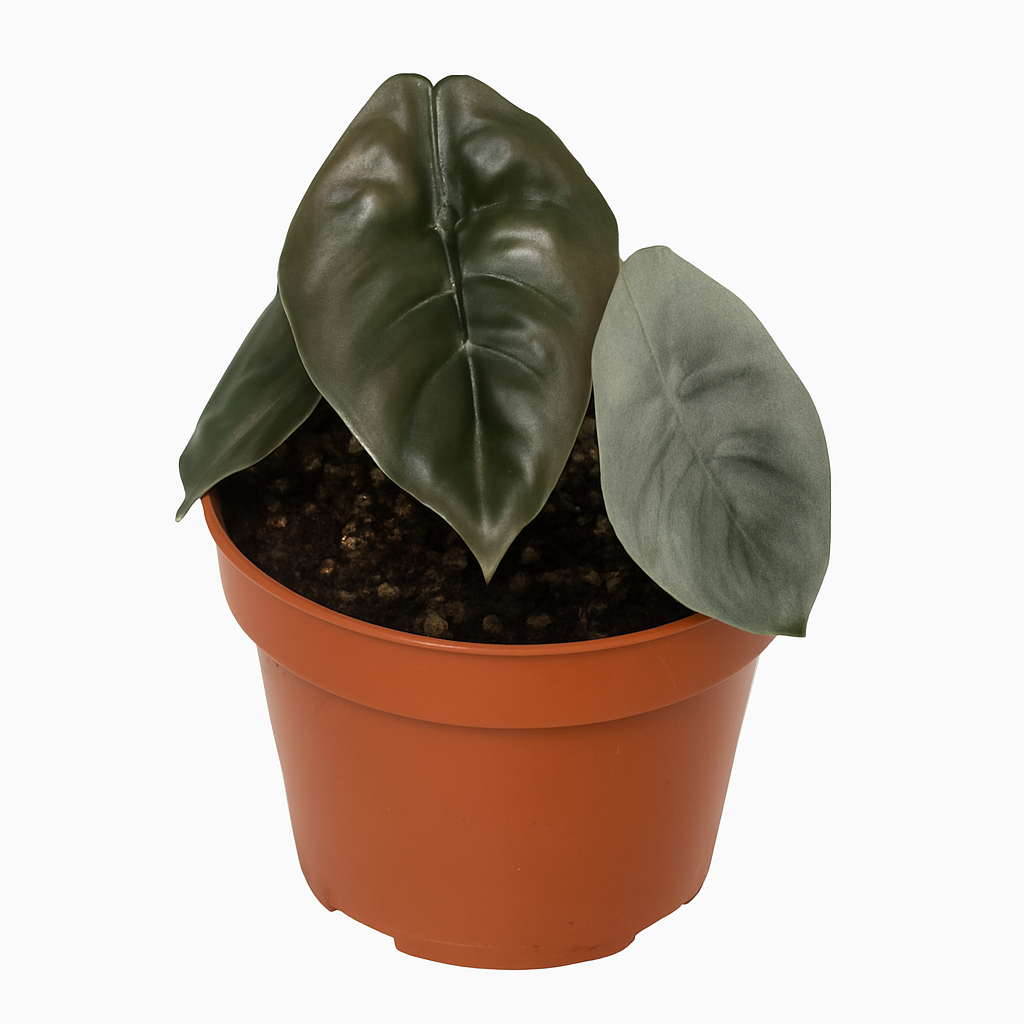 Alocasia Cuprea