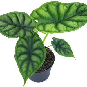 Alocasia 'Dragon Scale'