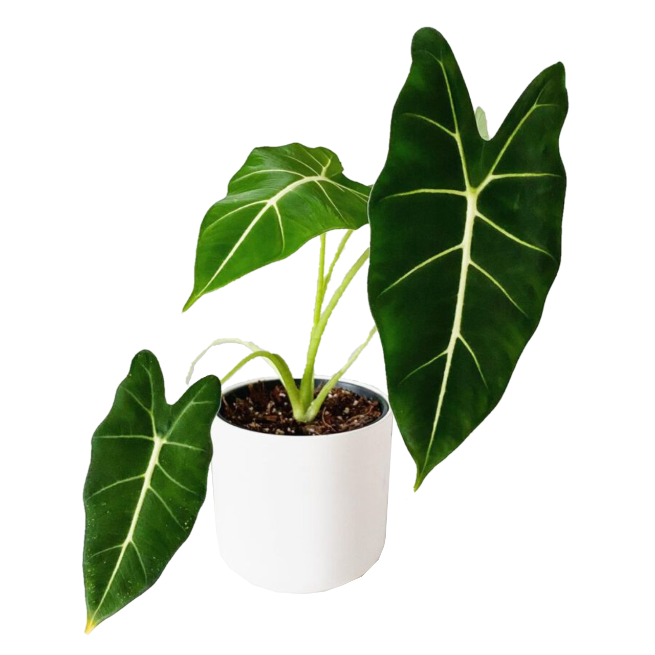 Alocasia 'Green Velvet'
