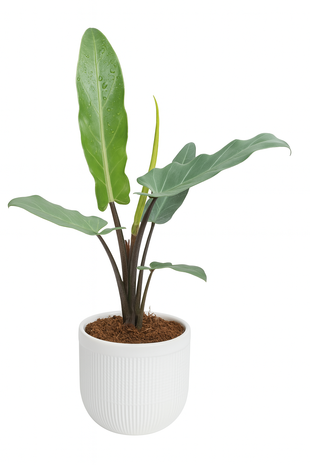 Alocasia Lauterbachiana