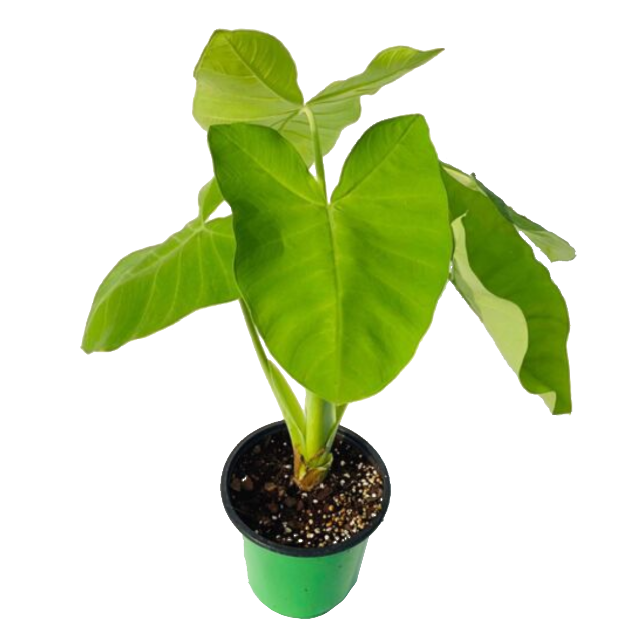 Alocasia 'Lime'