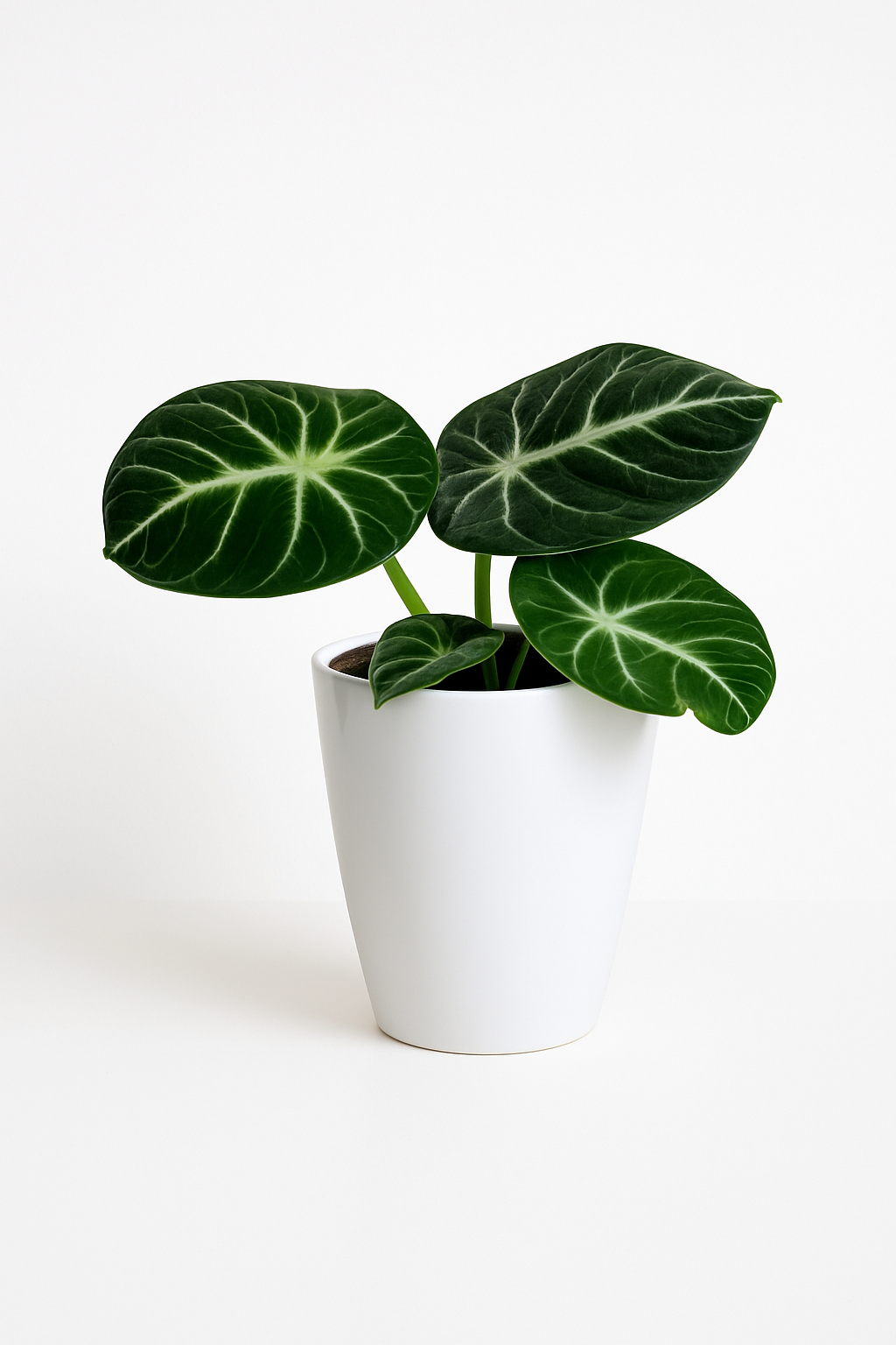 Alocasia 'Ninja'
