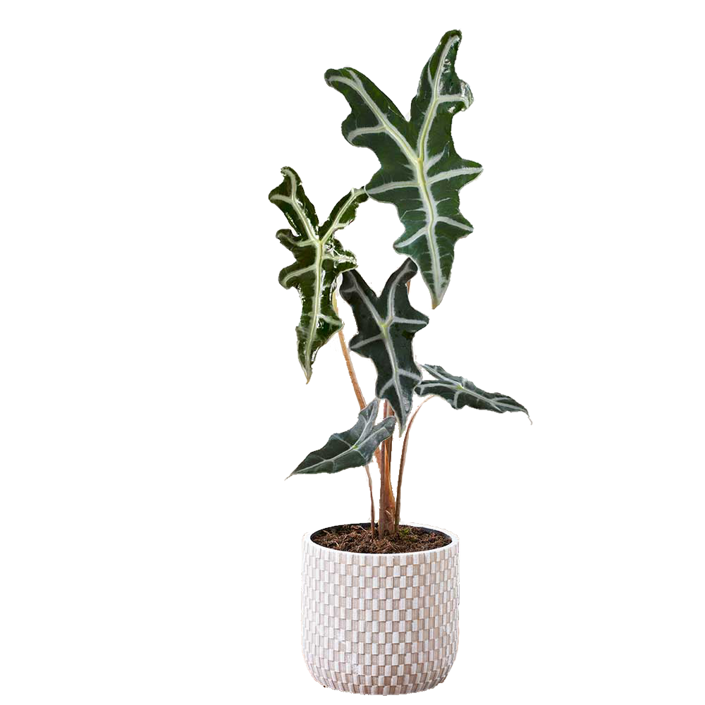 Alocasia Nobilis