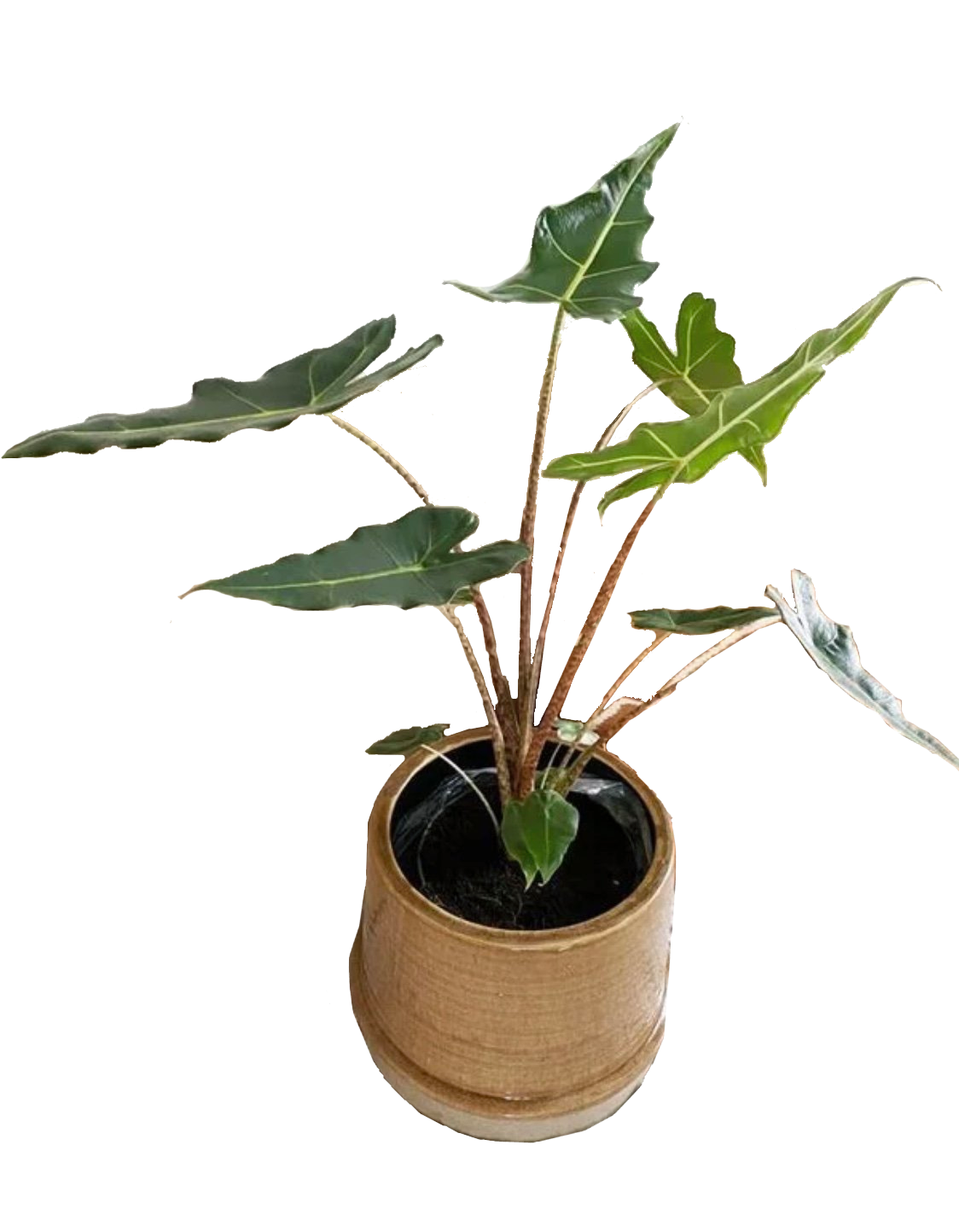 Alocasia Sarian