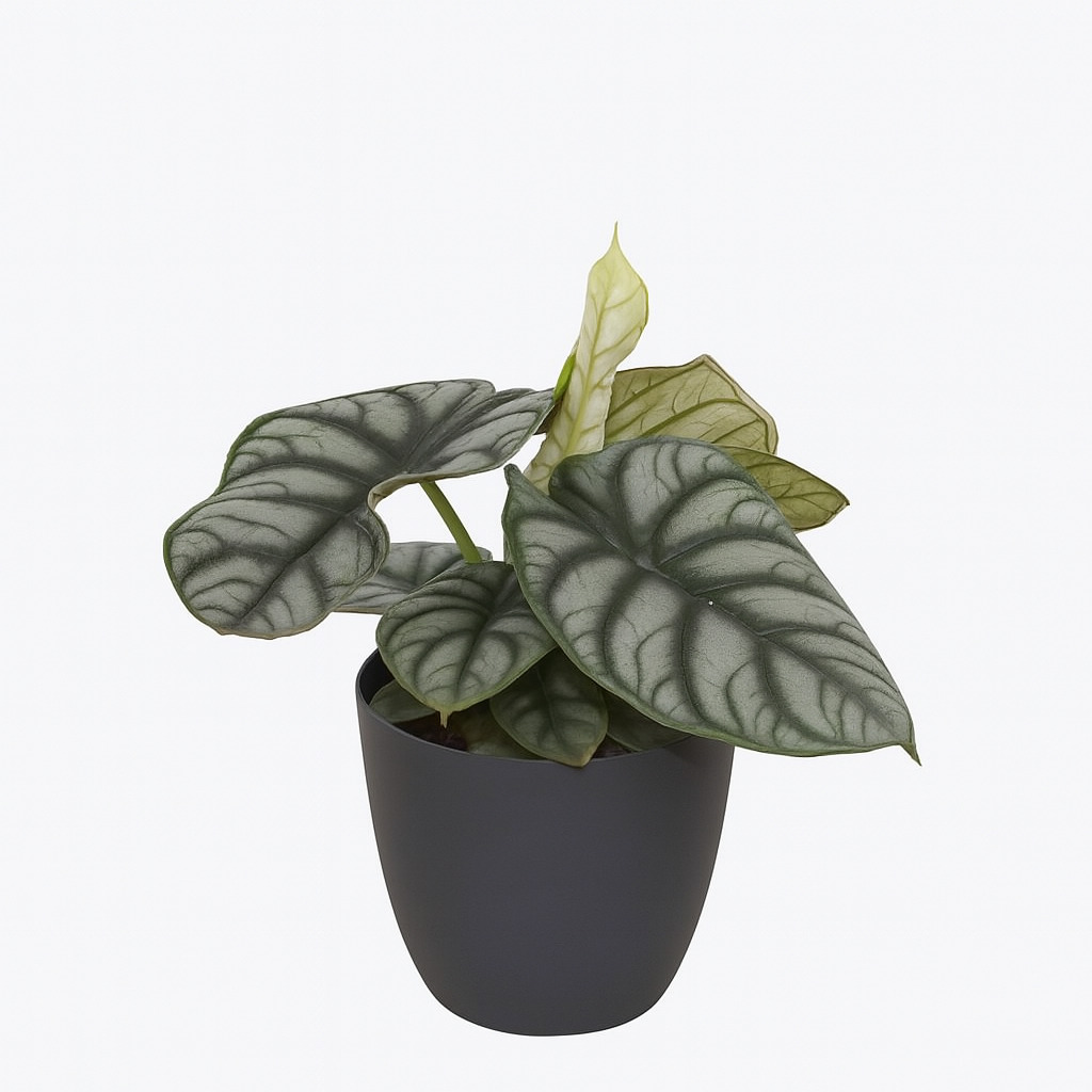 Alocasia 'Silver'