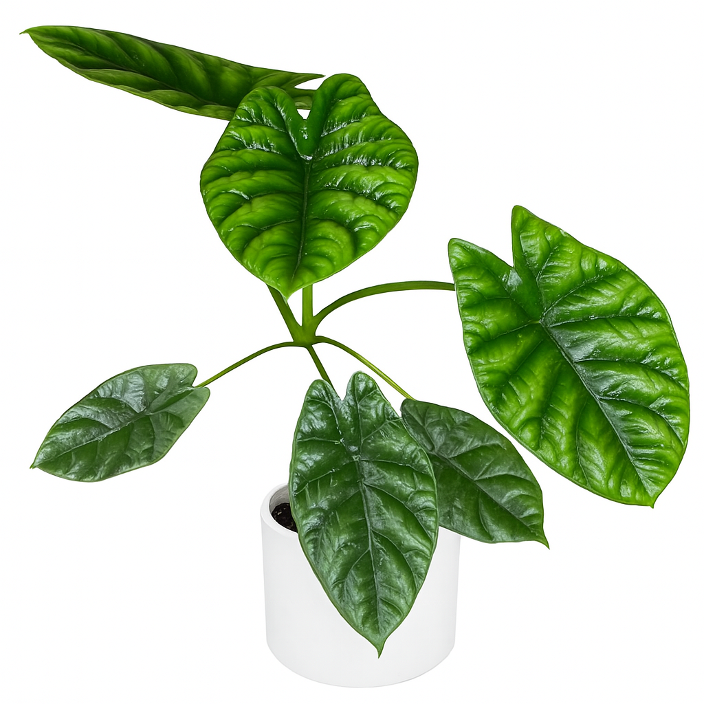 Alocasia Sinuata