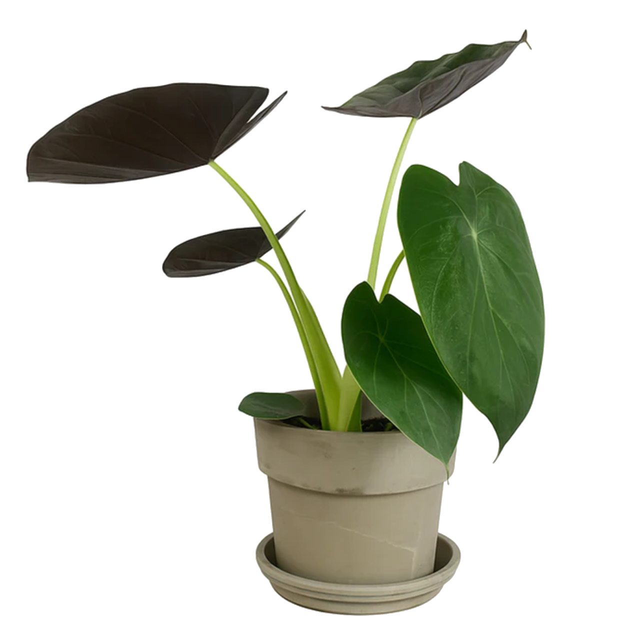 Alocasia Wentii