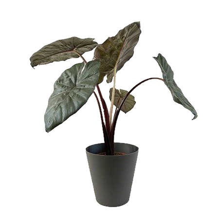 Alocasia 'Yucatan Princess'