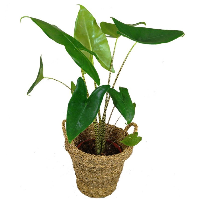 Alocasia Zebriana