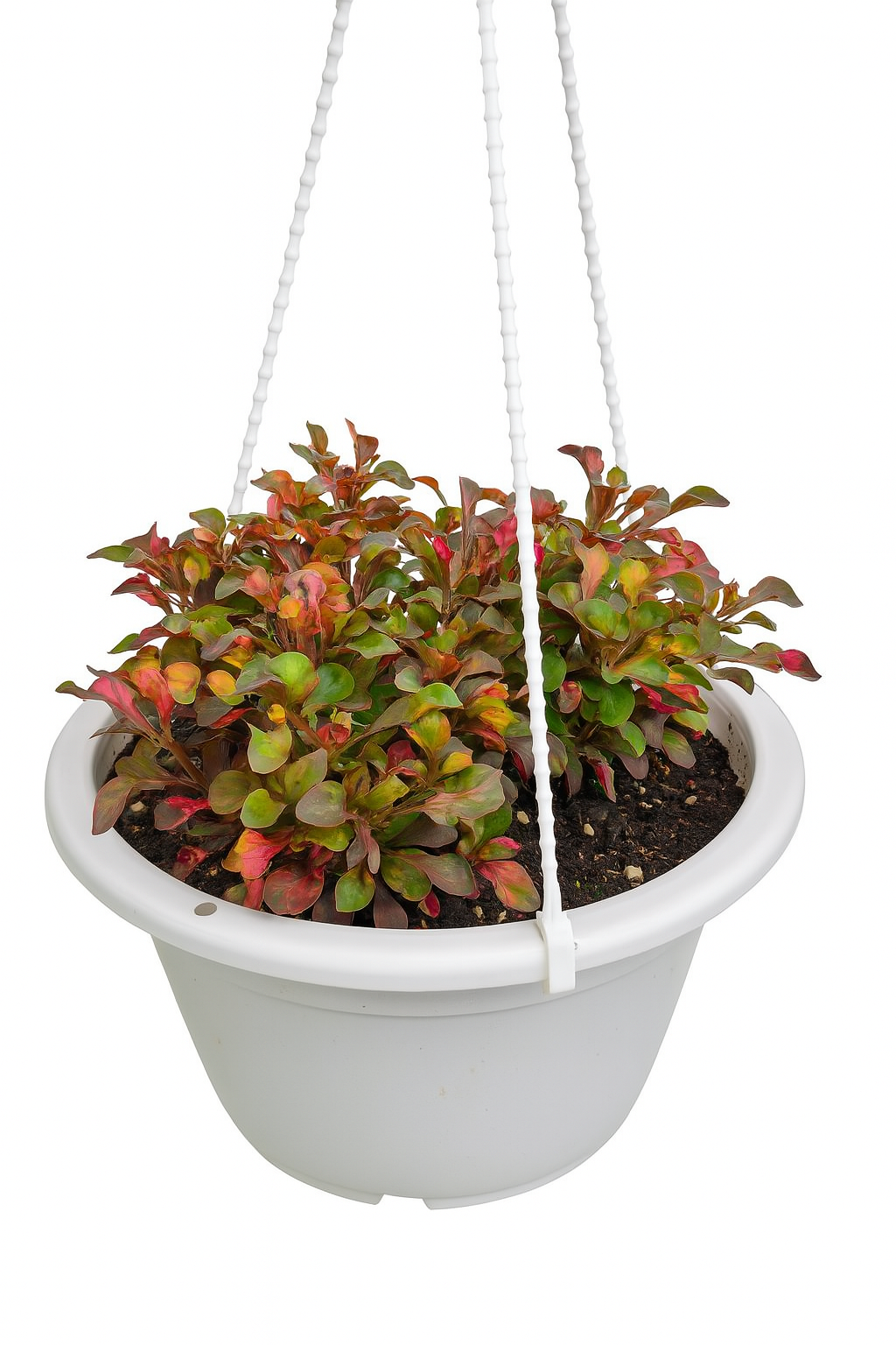 Alternanthera Red Plant