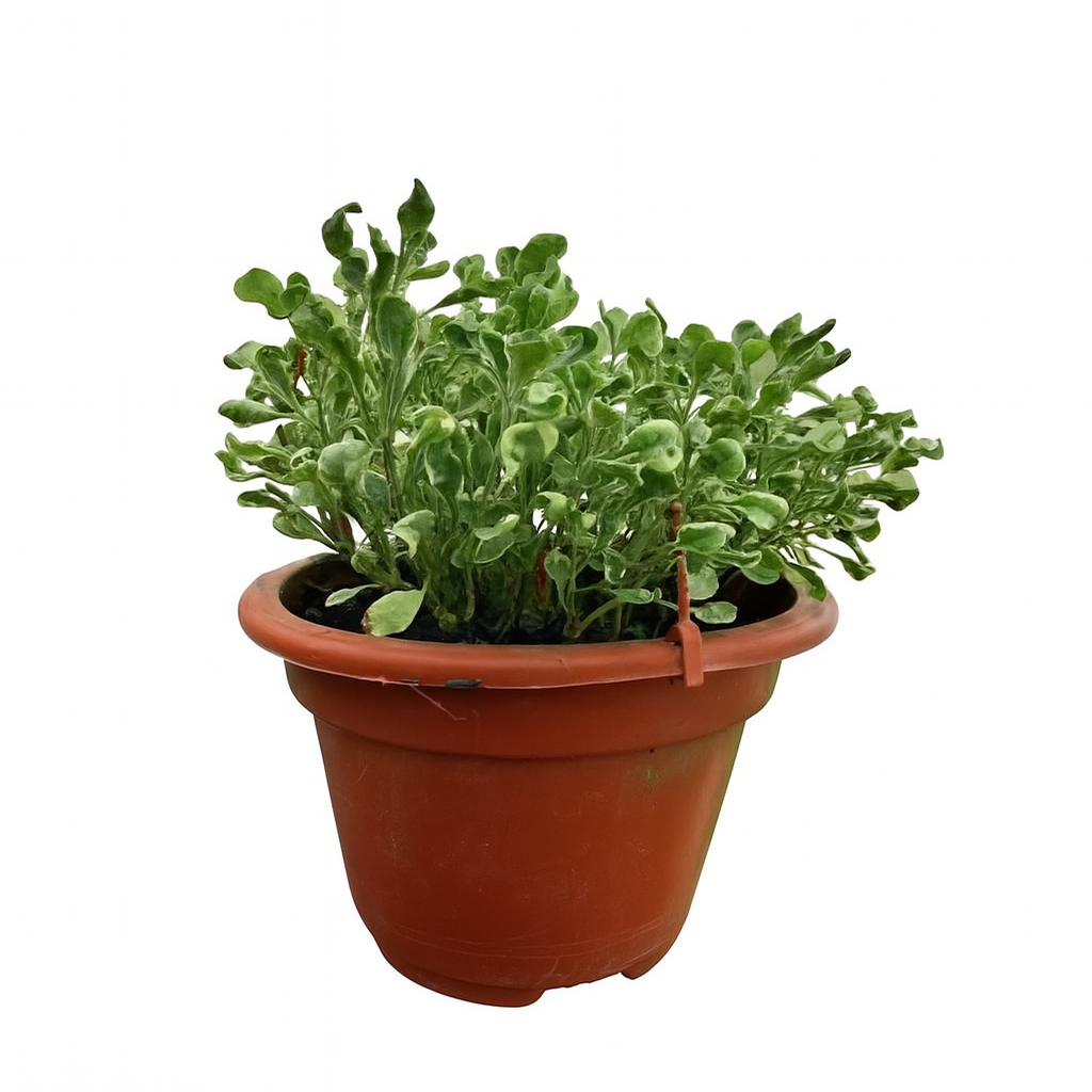 Alternanthera ficoidea White
