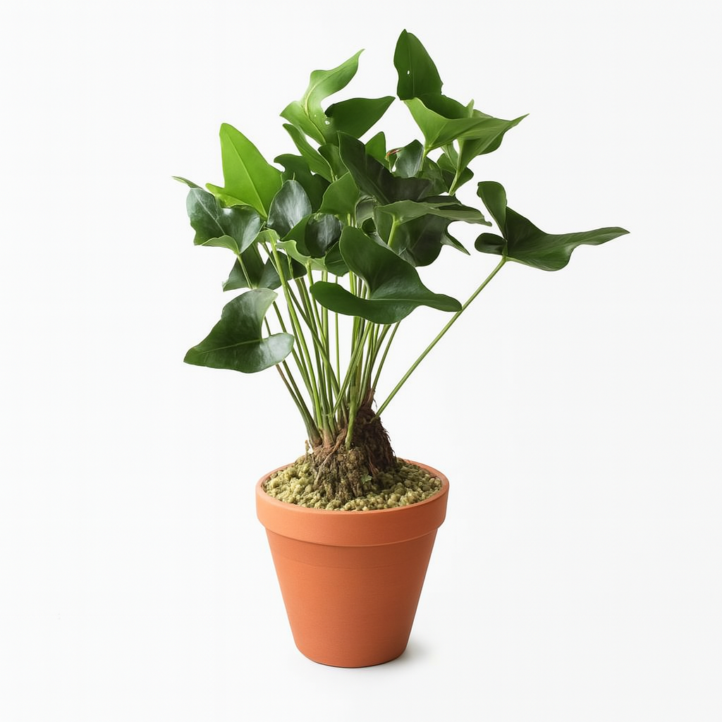 Anthurium Arrow