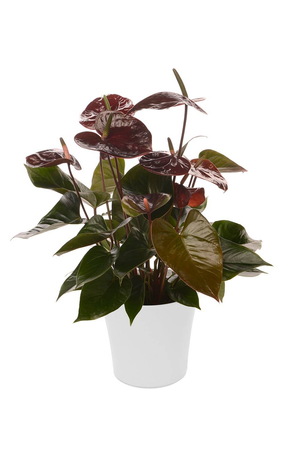 Anthurium Chocolate