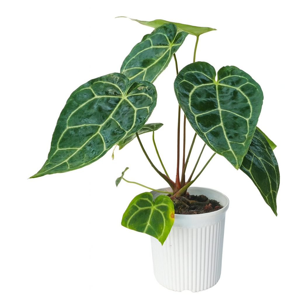 Anthurium Crystallinum