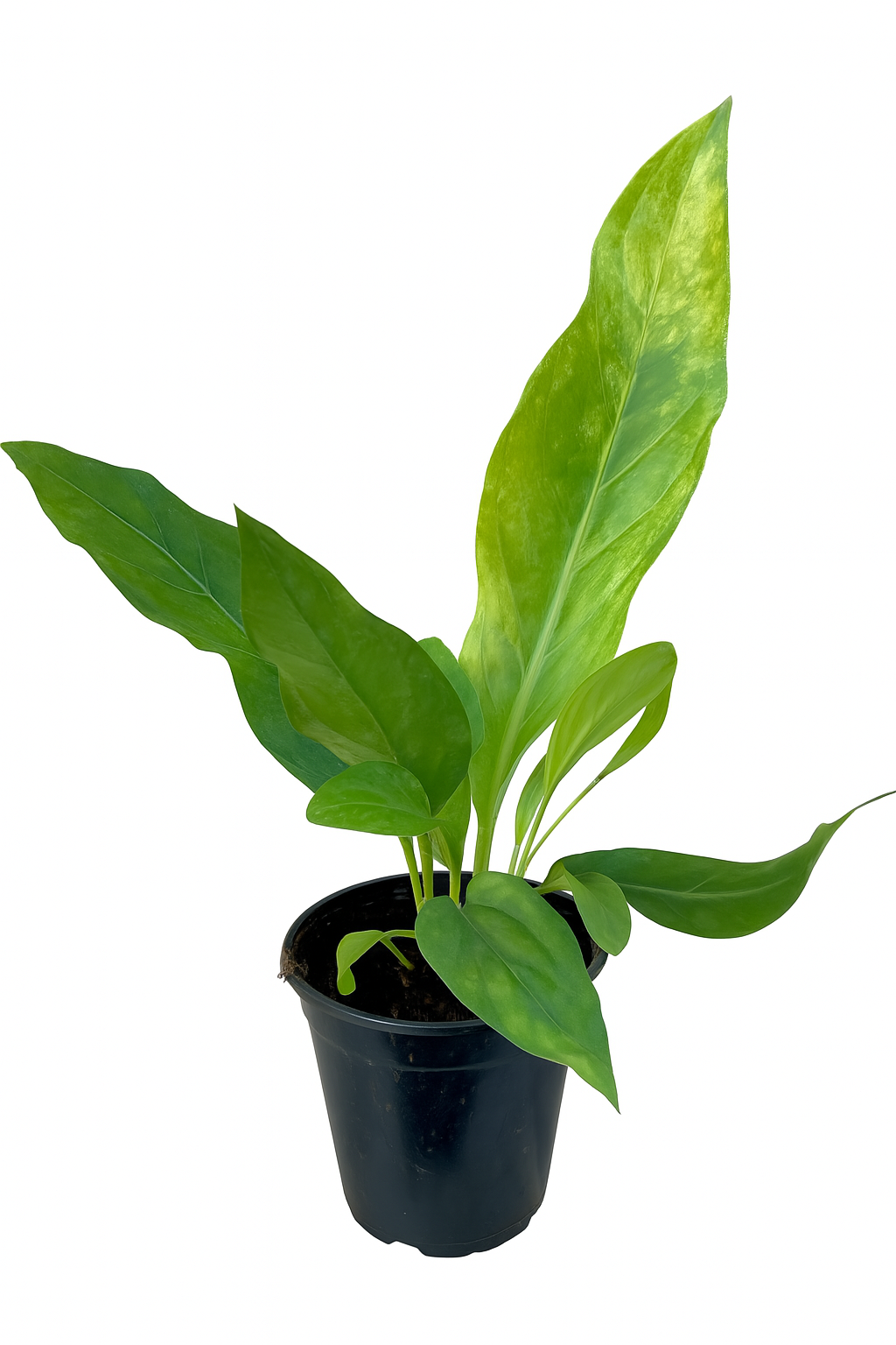 Anthurium Hookeri