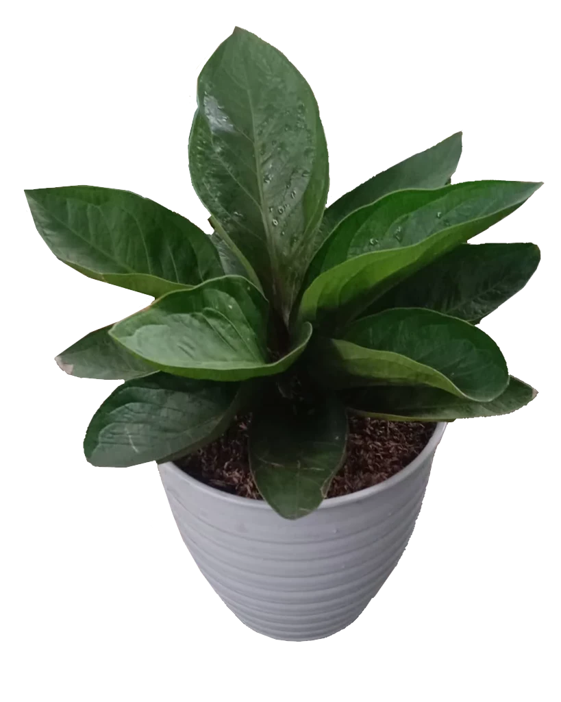 Anthurium Jenmanii