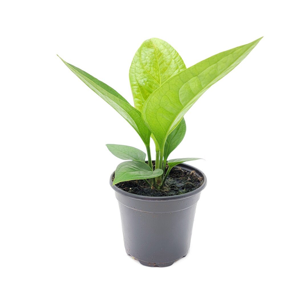 Anthurium Jenmanii